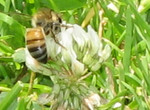 bee.jpg